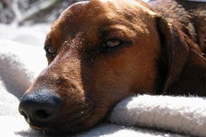 ¿Cuáles son los tratamientos para el perro con cristales en la orina?