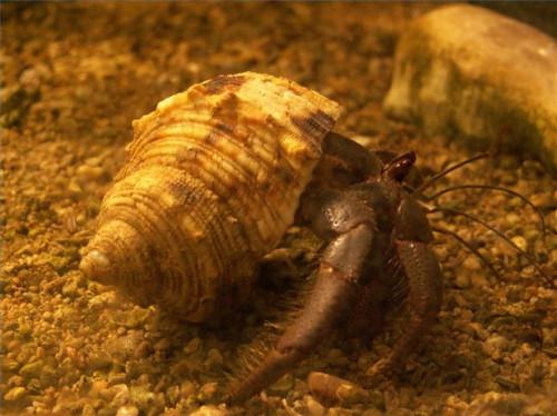 ¿Cómo funciona un cangrejo ermitaño encuentran su Shell?