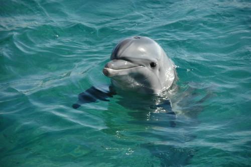 Cómo nadar con delfines en Kona Hawaii