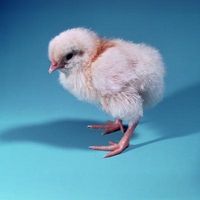 Tipos de los pollos del bebé