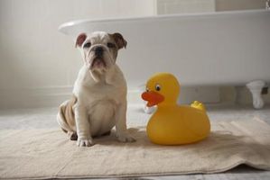 Cómo bañar un dogo