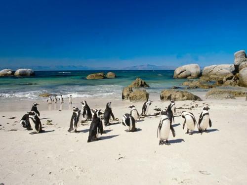 ¿Qué es un pingüino africano?