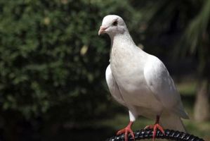Cómo saber entre el macho y hembra de las palomas