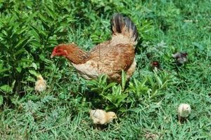 Lo que alimentar a los pollos si se le acaba el pollo RSS