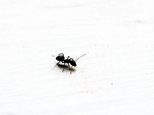Cómo mantener una granja de hormigas