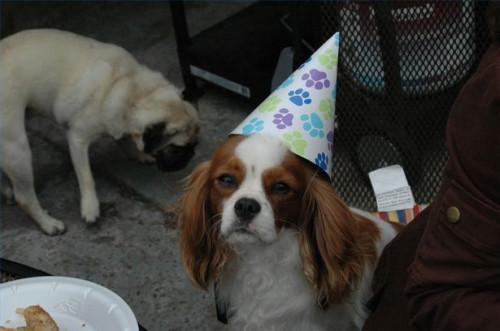 Ideas de cumpleaños del perro