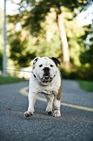 Cómo enseñar a un cachorro a caminar con una correa