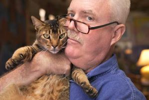 Cómo comenzar terapia con mascotas con su gato