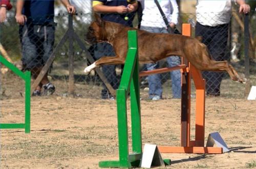 Cómo entrenar a un perro en alto salto