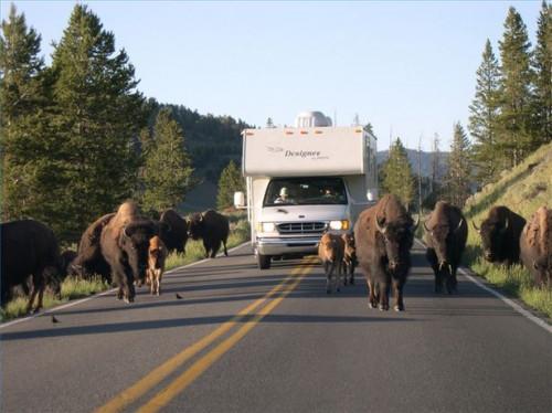 Cómo ver bisontes en el Parque Nacional de Yellowstone