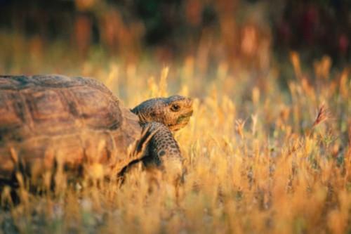 Cuidado de una tortuga africana