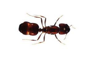Tipos de hormigas en el este de Texas