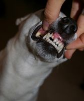Problemas con los dientes del perro