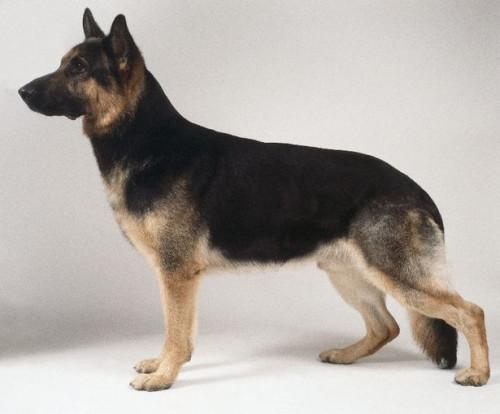 Cómo identificar un perro de pastor alemán