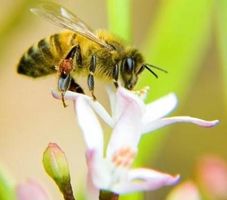 Cómo identificar las abejas