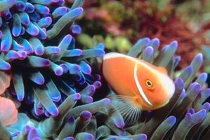 Cómo mezclar especies Clownfish
