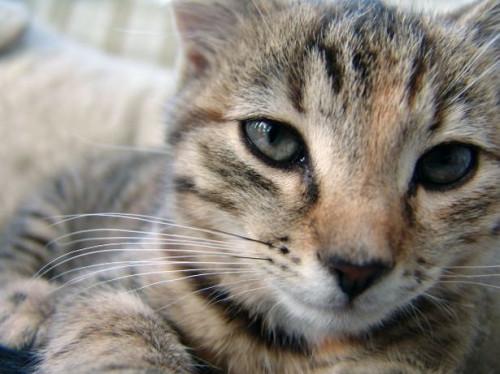 La distrofia corneal en los gatos