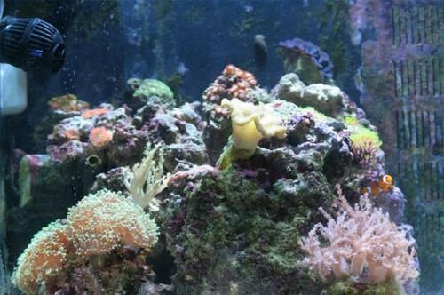 Cómo criar Coral en su acuario tropical