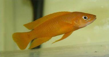 Cómo identificar y Atención a limón pescados de Cichlid