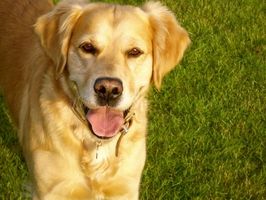 Curas para el perro linfoma