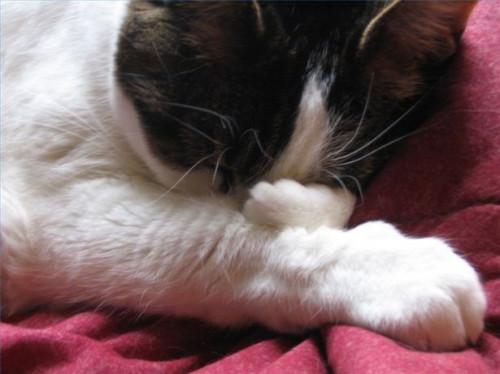 Los síntomas de estornudos en los gatos