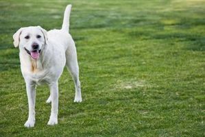 Consejos de entrenamiento para perros labradores