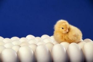 Cómo preparar una incubadora para los polluelos