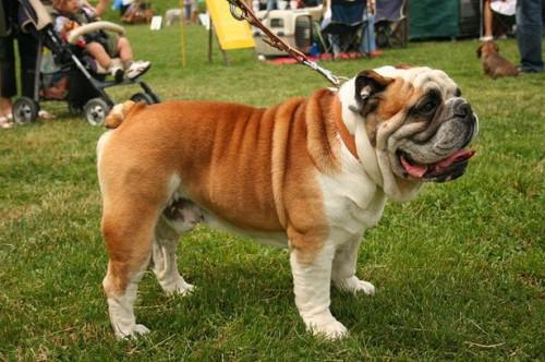 ¿Qué tamaño puede Obtener un Bulldog Inglés?