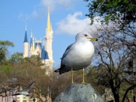 Atracciones de Disney en Orlando, Florida