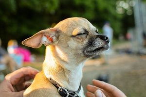 Cuáles son los tratamientos para las alergias en Chihuahua?