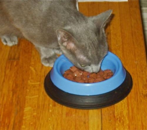 Cómo elegir la comida para gatos