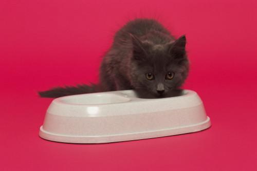Cómo hacer sana hecha en casa comida para gatos (a granel) para gatos diabéticos y no diabéticos