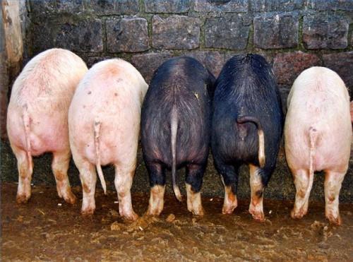 Cómo agricultores Se puede olvidarse de cerdo ácaros
