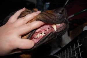 ¿Por qué los perros rechinan los dientes?