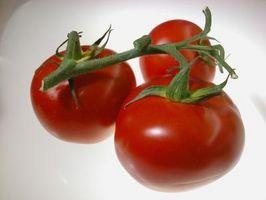 Ingredientes para guisados ​​tomates de los tomates cultivados en el hogar Pequeñas