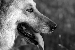 La información sobre la glucosamina para perros