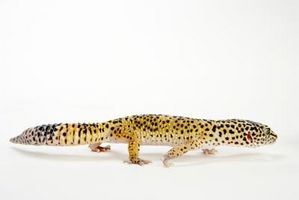 ¿Cómo saber la edad de un Gecko