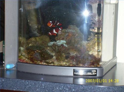 Cómo criar peces en un acuario para DS