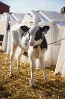 Cómo criar ganado lechero en la Florida
