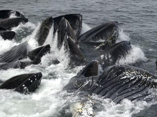 El mejor momento para observar ballenas en Alaska