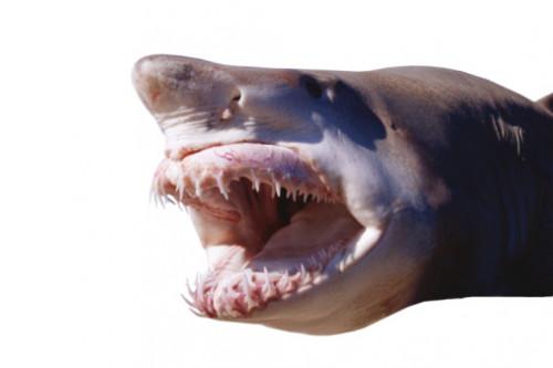 Cómo saber si los dientes de tiburón son viejos