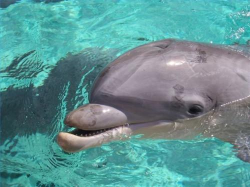 Nadar con delfines en Florida central