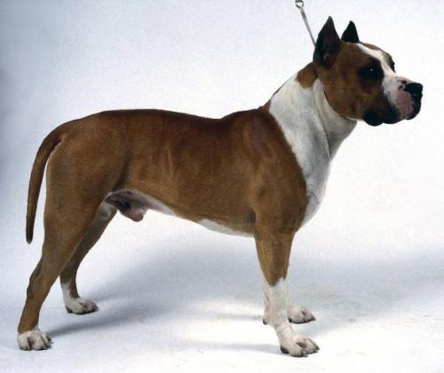 Cómo identificar un American Pit Bull Terrier