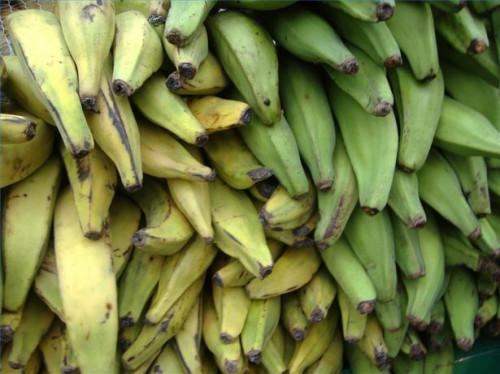 Tipos de Plátano Plátanos