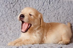 Los síntomas de la tos de las perreras en los cachorros