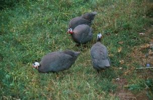 ¿Cómo puedo saber la diferencia entre masculino y femenino aves de Guinea?