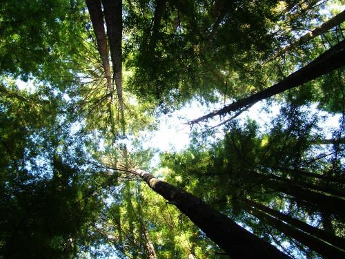 Regulaciones del Parque Nacional Redwood