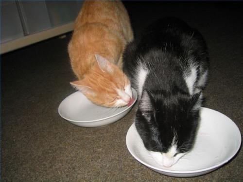 La mejor comida para alimentar a un gato