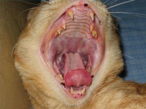 Hacer que los gatos tienen dientes de leche?