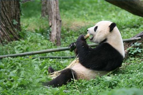 Cómo hacer Gigante Raza pandas?